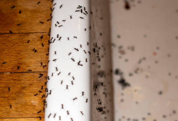 Best Ant Control Services  in Poplar Grove, IL