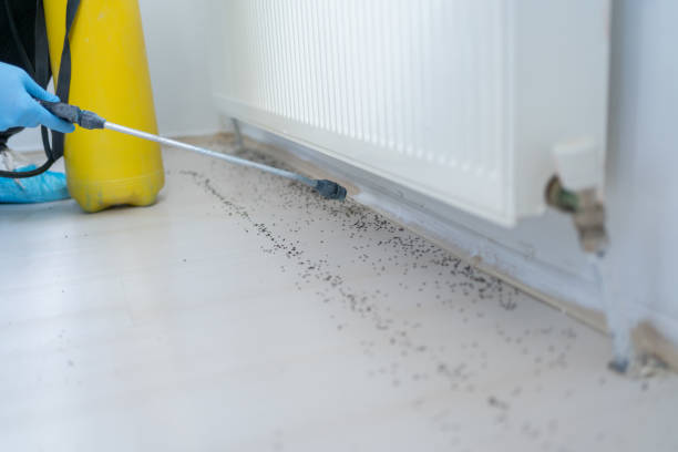 Best Flea Control Services  in Poplar Grove, IL